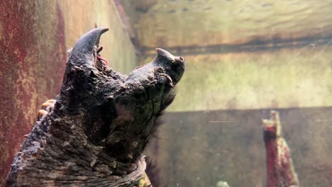 Closeup-of-Snapping-Turtle,-Shedd-Aquarium-Chicago