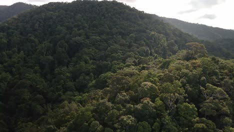 aerial footage of pristine tropical woodland rain forest