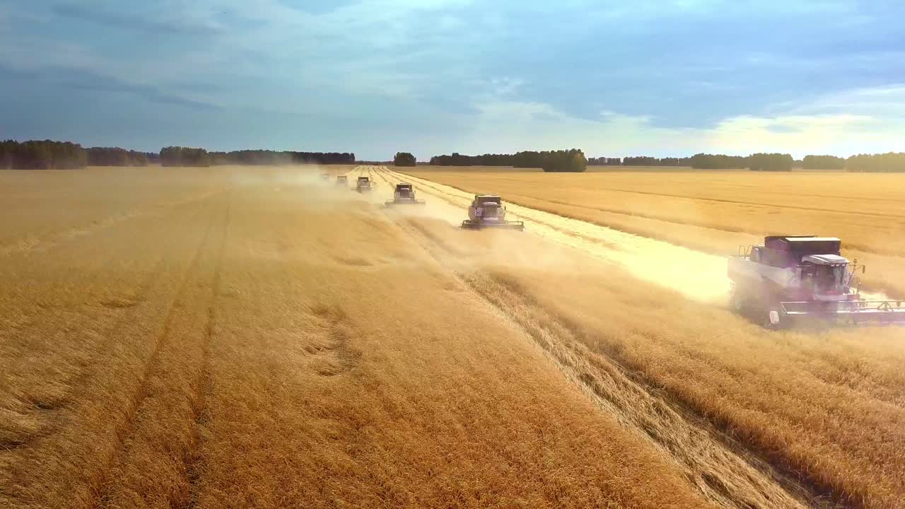 Harvesting Wheat Field