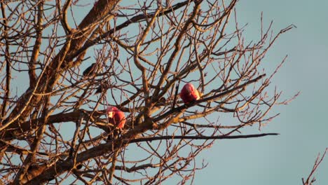 Dos-Pájaros-Galah-En-Un-árbol-Sin-Hojas,-Galah-Salta-A-Lo-Largo-De-La-Rama-Durante-El-Día-Puesta-De-Sol-Hora-Dorada,-Maffra,-Victoria,-Australia