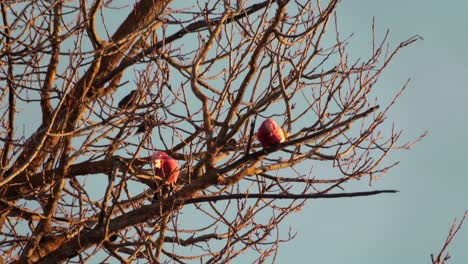 two galah birds on tree with no leaves, galah jumps along branch day time sunset golden hour, maffra, victoria, australia