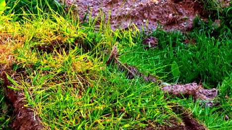 sod and soil layers stacked on lawn for landscaping with golden sunlight