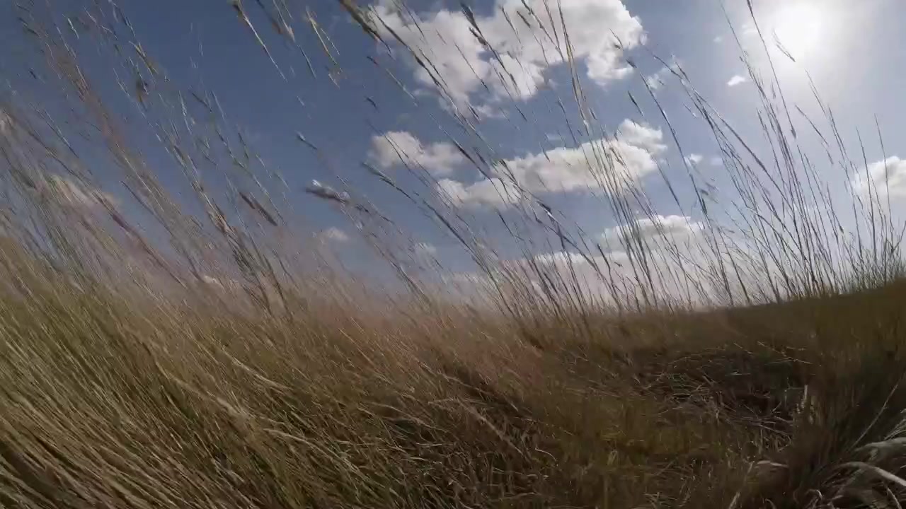 Højt græs der svajer i vinden under en blå himmel