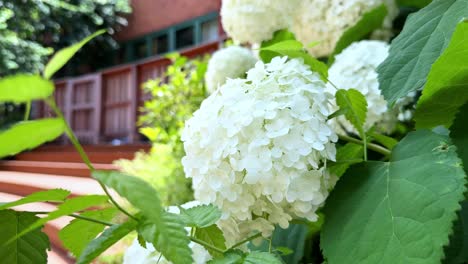 White-hydrangea-blossoms-in-focus-with-a-brick-building-in-the-background,-summer-day