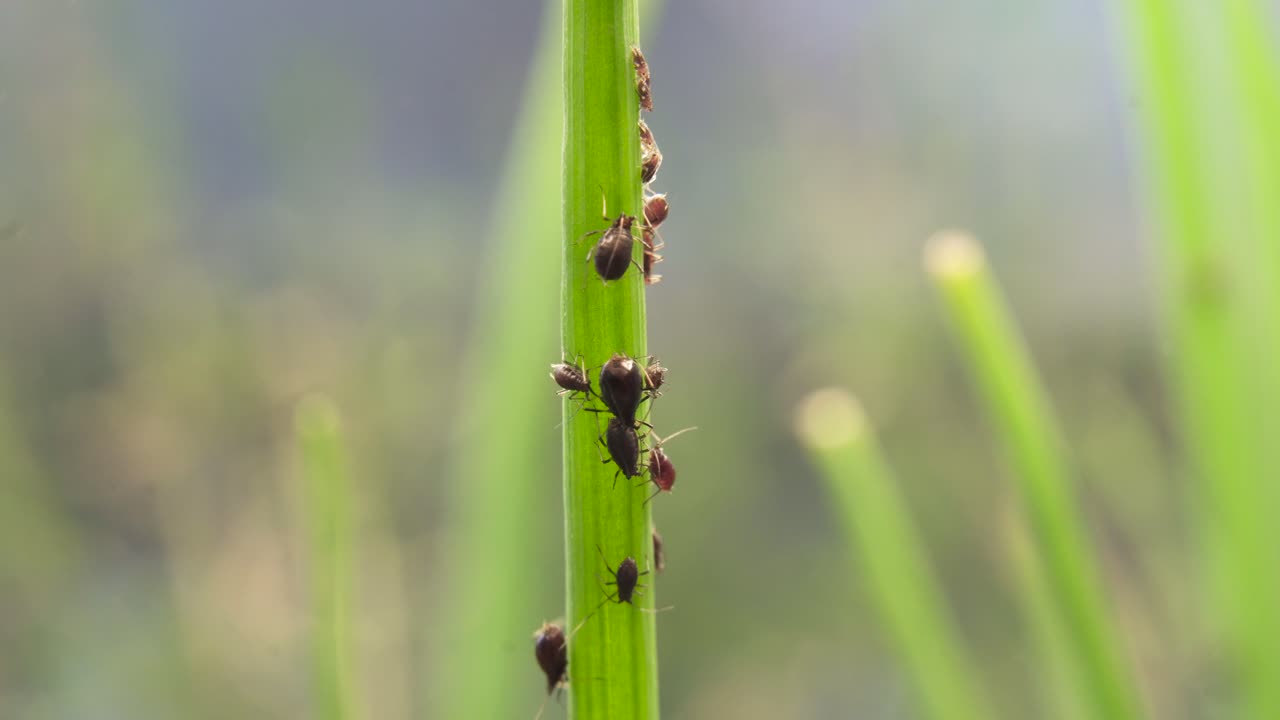 Aphid Colony On A Blade Of Chive herbs, Shallow Depth Of Field