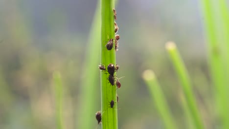 aphid colony on a blade of chive herbs, shallow depth of field