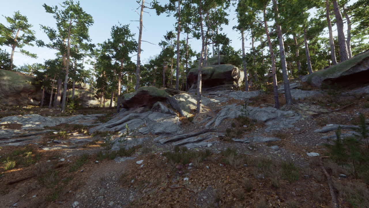 explorar el terreno rocoso rodeado de altos pinos en un entorno sereno