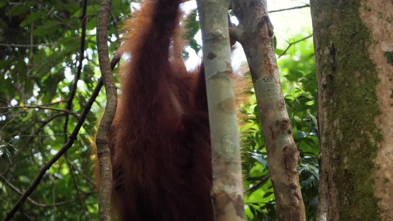 madre orangután salvaje colgando de un árbol en bukit lawang, sumatra, indonesia