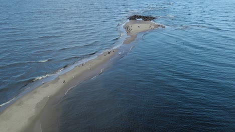 Small-sand-island-in-the-Polish-Baltic-sea-shore-hosting-a-large-seal-herd,-cormorants-and-seagulls