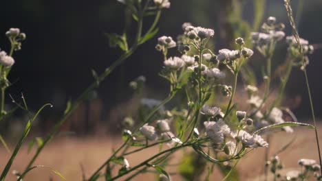 Das-Atemberaubende-Video-Fängt-Den-Zauber-Des-Sonnenaufgangs-Auf-Einem-Feld-Ein,-Wo-Blumen-In-Natürlicher-Schönheit-Zum-Leben-Erwachen