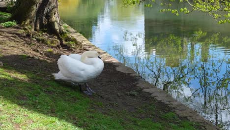 un cisne en solitario limpiando y limpiando plumas blancas en el foso del palacio del obispo en wells, somerset, inglaterra