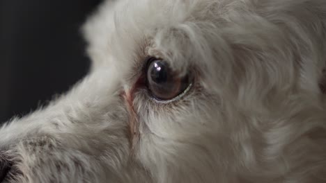 close up of white poodle dog eye looking aside