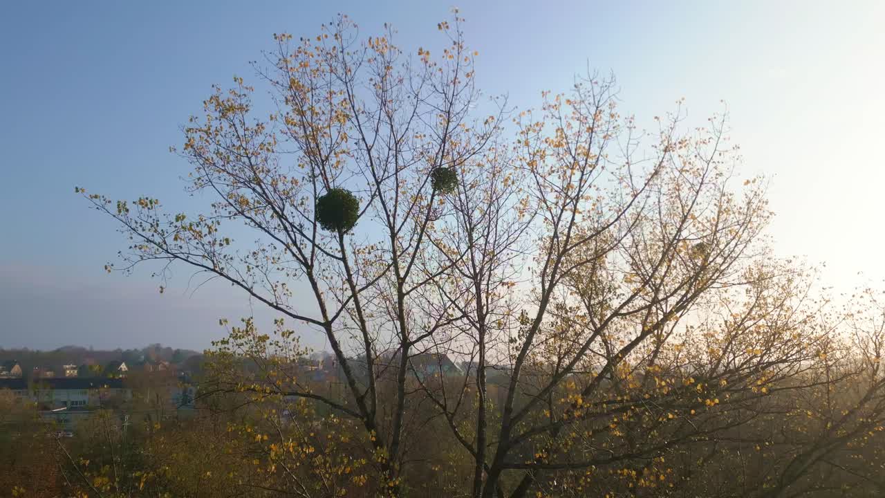 Morning sunlight highlights golden autumn leaves on natures rural tree
