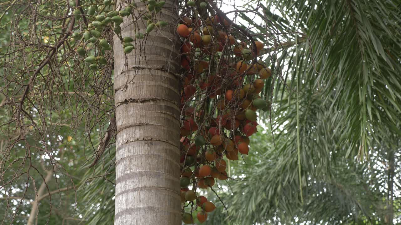 Foxtail Palm Trees - Bunch Of Fruits Of Wodyetia Bifurcata
