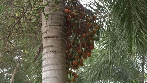 foxtail palm trees - bunch of fruits of wodyetia bifurcata