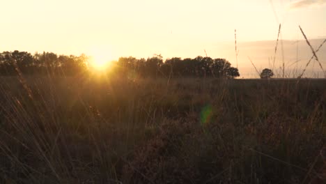 sunset over a field