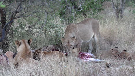 close view of pride of lions feeding on bloody carcass in tall grass