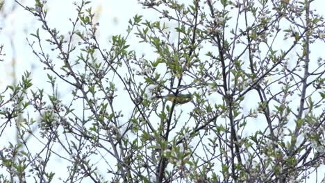el pájaro se posó y voló entre las ramas del árbol
