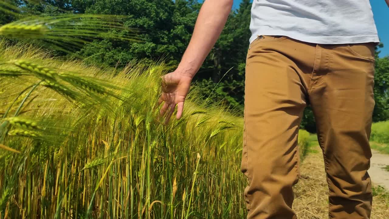 A man walks beside a golden wheat field on a breezy, sunny spring day in Switzerland, gently running his hand through the swaying grain heads