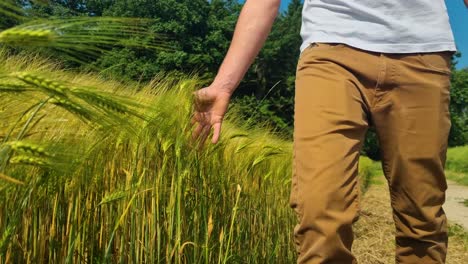a man walks beside a golden wheat field on a breezy, sunny spring day in switzerland, gently running his hand through the swaying grain heads
