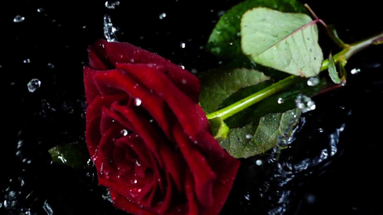 La rosa che cade su uno sfondo nero. Movimento lento.