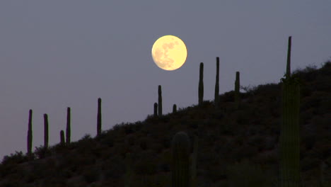 la luna se pone detrás del desierto de mexico arizona baja o mojave salpicado de cactus