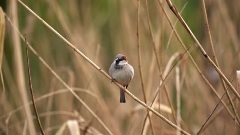 Männlicher-Haussperling-Passer-Domesticus-Auf-Schilf-Thront,-Brauner-Hintergrund,-Tele