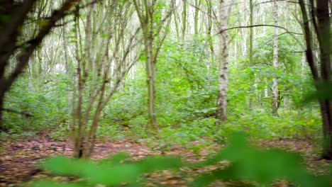 Running-in-a-green-forest,-quick-movement-through-trees-and-branches-with-fallen-autumn-brown-leaves-on-the-ground