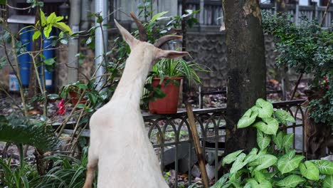 goat eating plants in a city garden setting