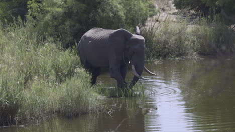 Elefante-Africano-Comiendo-Pastos-En-Un-Río-Usando-El-Pie