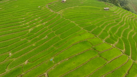 Rice-field-terrace-on-mountain-agriculture-land.