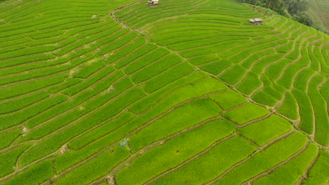 rice field terrace on mountain agriculture land.