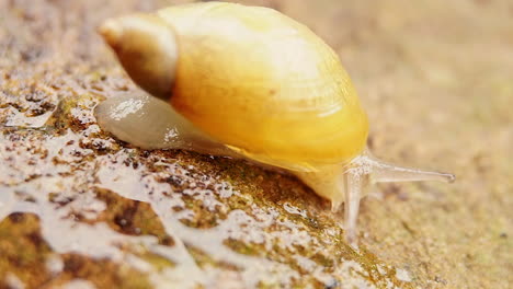 a garden snail executes a turn on a rock