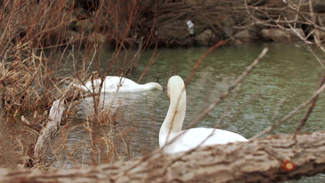 Toma-En-Cámara-Lenta-De-Cisnes-Nadando-En-Un-Pequeño-Cuerpo-De-Agua,-Limpiándose-Y-Buscando-Comida