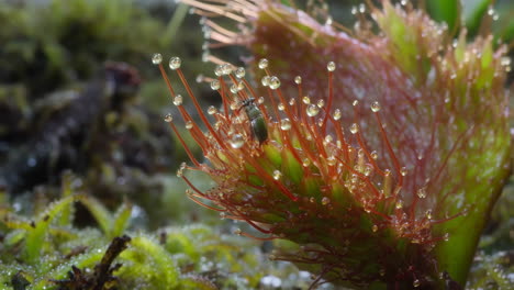 drosera, a carnivorous plant trapping an insect