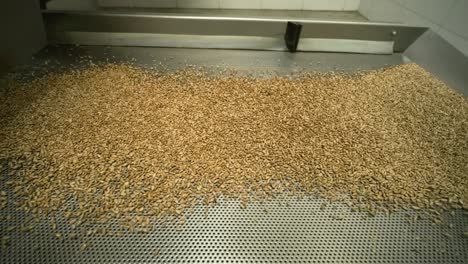 many seeds. sunflower seeds baking machine. moving fried sunflower seeds come out of the machine. food production