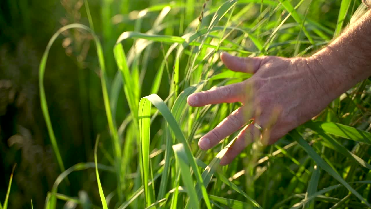 Close-up de mãos tocando trigo, velho agricultor caminhando pelo campo de trigo ao pôr do sol, conceito agricultura 4k.