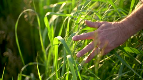 close up of and touching wheat grass with hands old farmer walking down the wheat field in sunset agriculture concept 4k