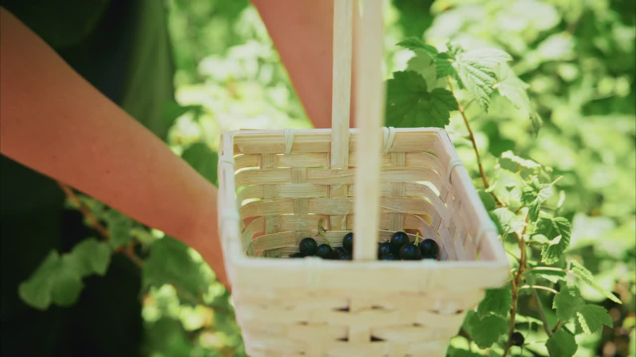 Woman Picking Black Currants from a Basket