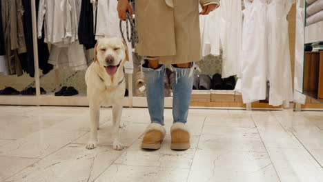 Mujer-De-Moda-Entrenando-A-Su-Joven-Perro-Labrador-Con-Correa-En-Público