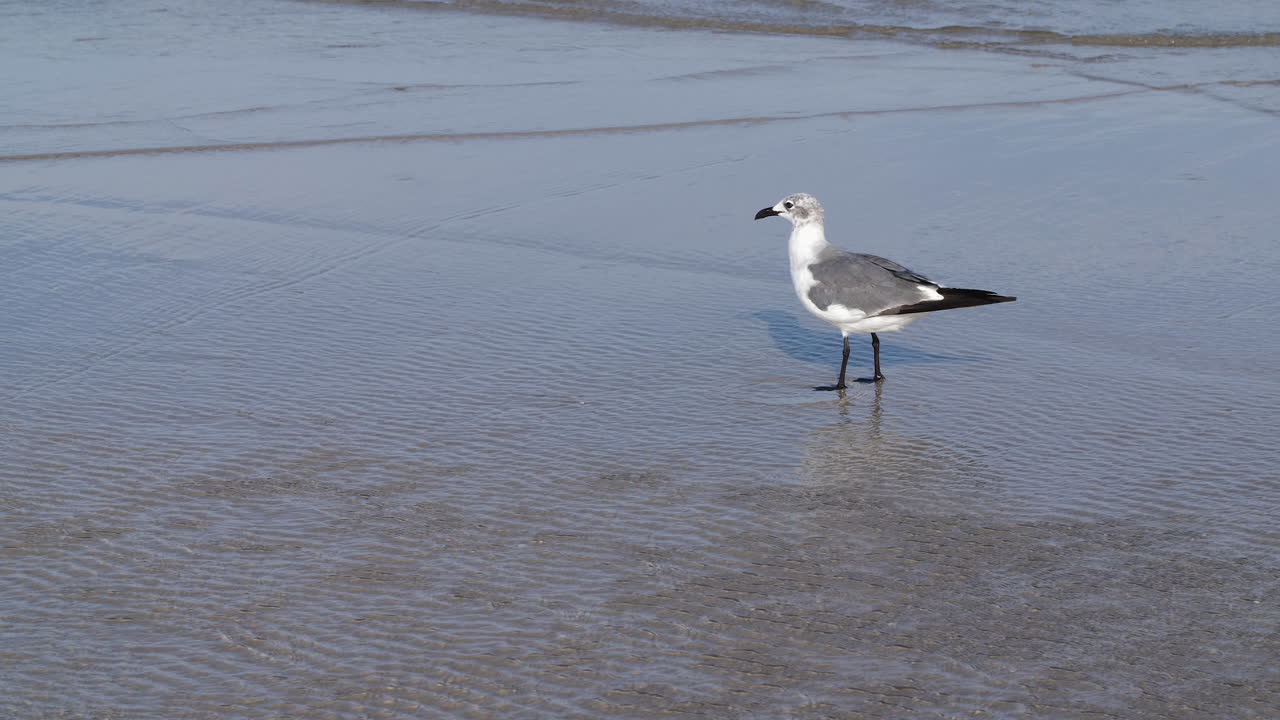 Seagull walking along the beach in rippling water, slow motion