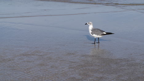 Gaviota-Caminando-Por-La-Playa-En-Agua-Ondulada,-Cámara-Lenta