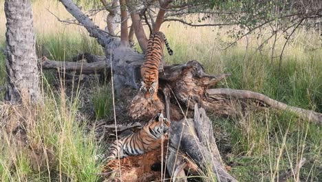 two juvenile bengal tigers playing in the forest of ranthambhore national park, india