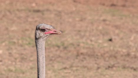 avestruz común, struthio camelus, áfrica