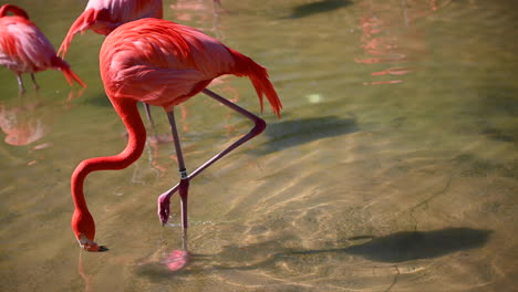 the long legs flamingo walking in the water