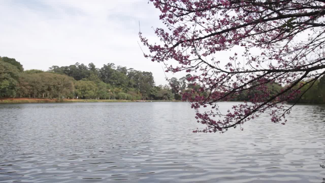Cherry blossom tree leaning over river in Brazil