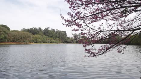 cherry blossom tree leaning over river in brazil