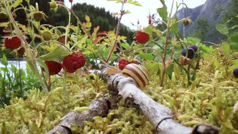snail close-up, looking at the red strawberries