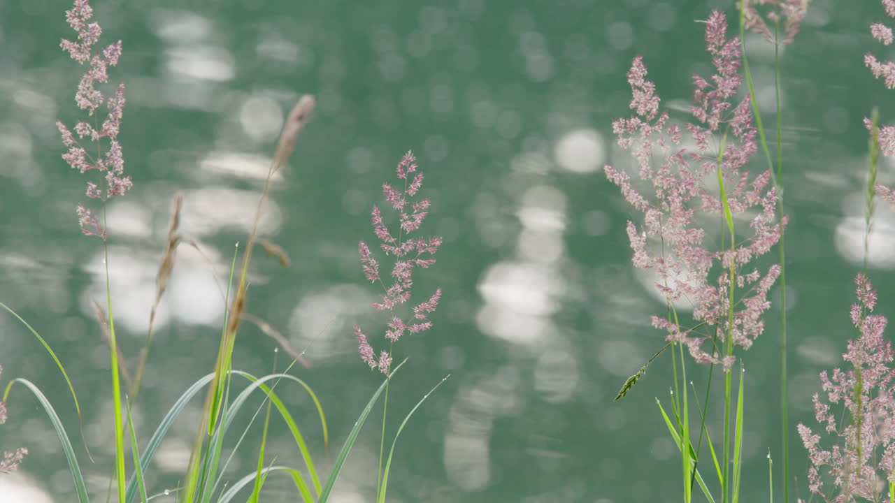 물을 반사하여 흔들리는 갈대