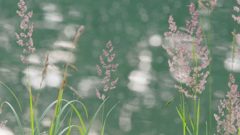 Schilf-Weht-Durch-Reflektierendes-Wasser